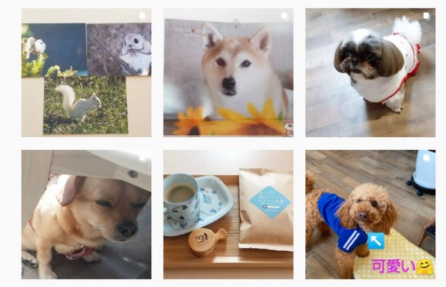 【北海道】愛犬とお出かけ！おすすめの人気ドッグカフェ14選